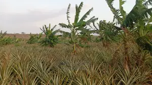 Shamba La Mananasi Linauzwa