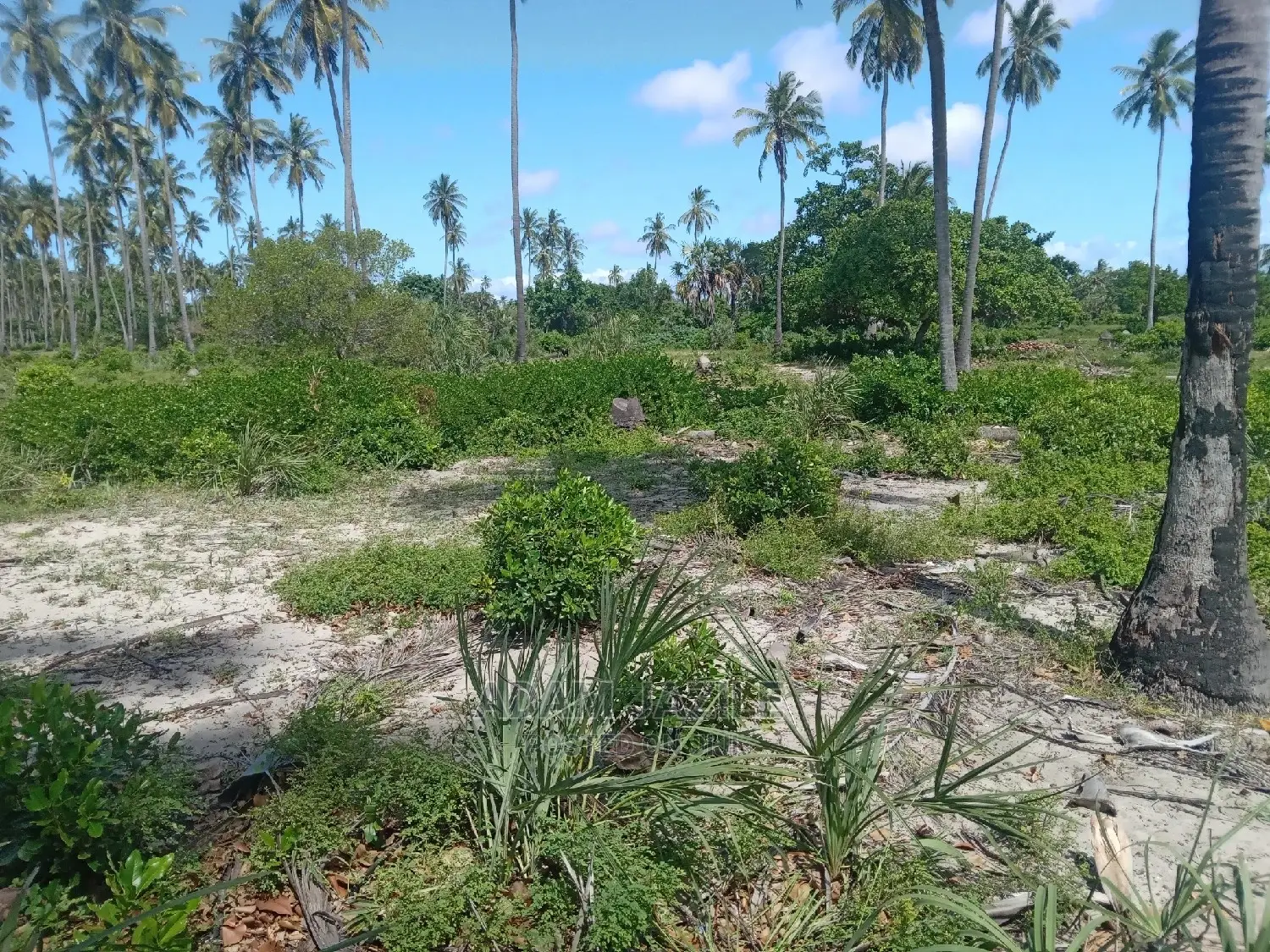 Beach Prote Inauzwa Mkwaja Pangani Tanga