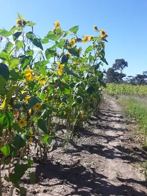 Acre 300 for Sale Loction Iringa
