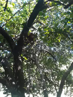 Acre 500 Kilolo for Sale Kwa Kilimo Cha Avocado