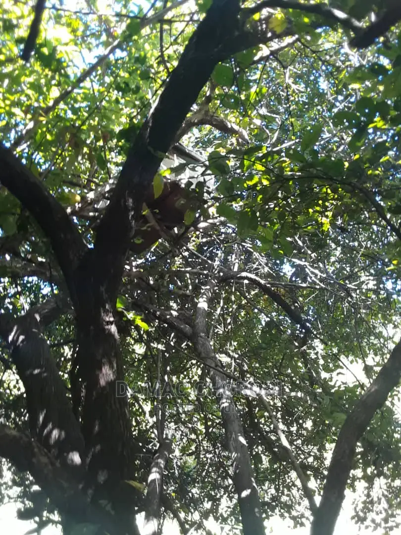 Acre 500 Kilolo for Sale Kwa Kilimo Cha Avocado