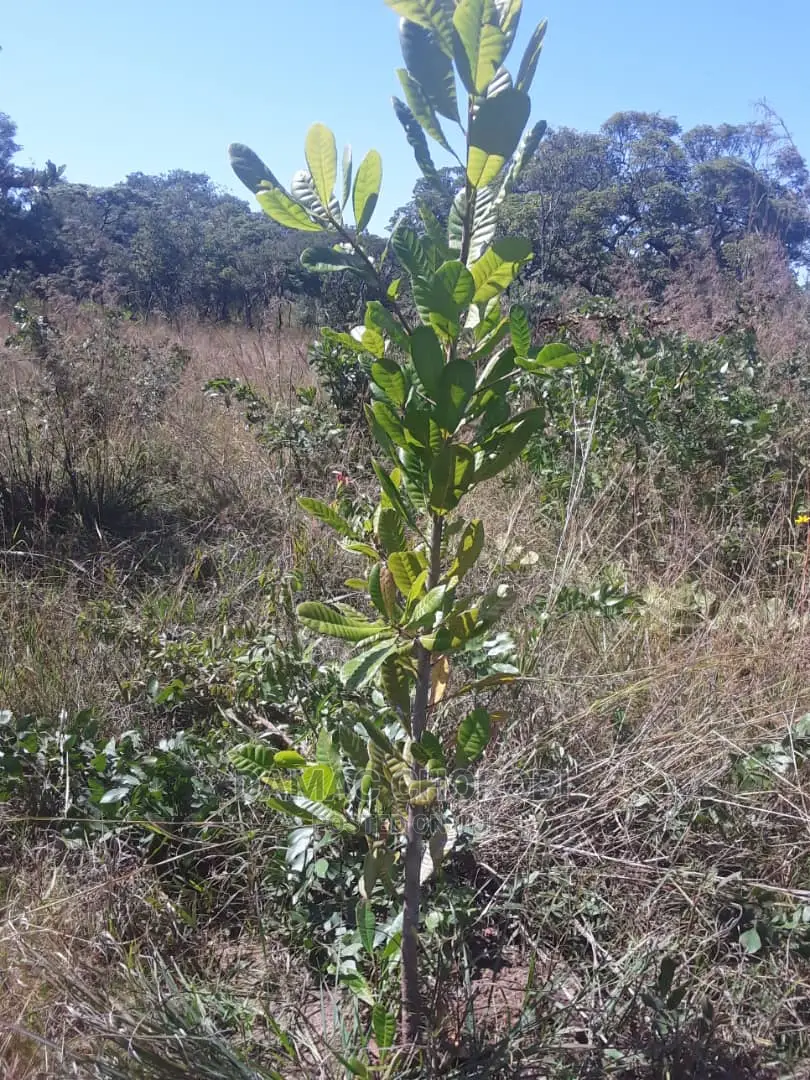 Acre 100 Kilolo for Sale