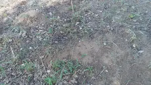 Shamba Linauzwa Bagamoyo Chalinze Mwetemo