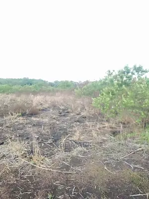 Shamba Linauzwa Tanga