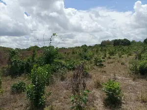 Shamba Kubwa Linauzwa Mkata Tanga