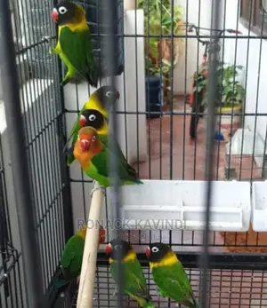 Lovebirds Available