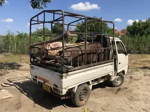 Nachukua Nguruwe Wa Kuchinja Kilo Moja Utalipwa TSHS Elfu Tisa