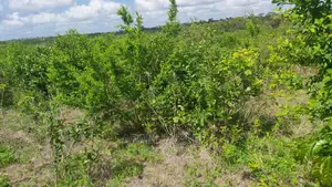 Shamba Linauzwa Mbwewe Ekari 50