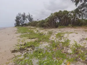 Beach Prote Inauzwa Mkwaja Tanga