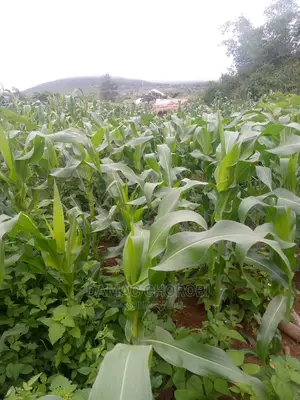 Jipatie Mashamba Bora Kwa Kilimo Cha Mahindi Miti Ufuta Nk