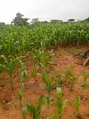 Jipatie Mashamba Bora Kwa Kilimo Cha Mahindi Miti Ufuta Nk
