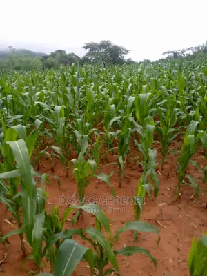 Mashamba Bora Kwakilimo Na Ushauri Mbwewe Pwani