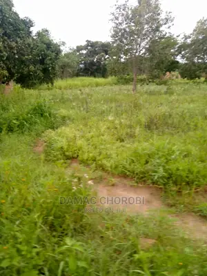 Mashamba Bora Kwa Kilomo Cha Mahindi Ufuta Matunda Na Minazi