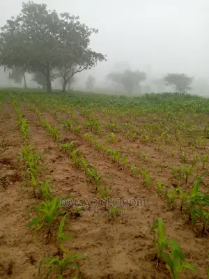 Mashamba Bora Kwa Kilomo Cha Mahindi Ufuta Matunda Na Minazi