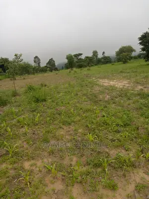 Mashamba Bora Kwa Kilomo Cha Mahindi Ufuta Matunda Na Minazi