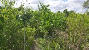 Shamba LA Ekari 100 Linauzwa Mbwewe Chalinze Pwani