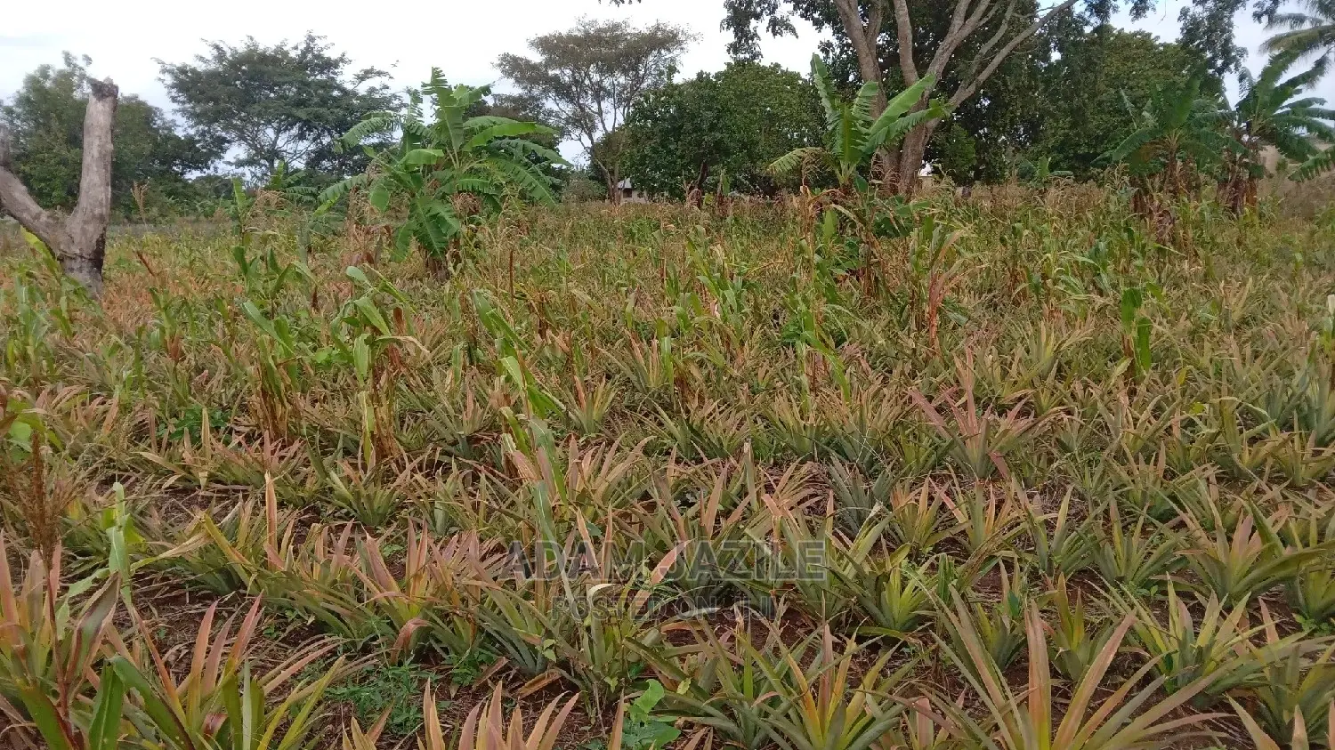 Shamba La Nanasi Ekari 3linauzwa