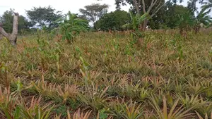 Shamba La Nanasi Ekari 3linauzwa