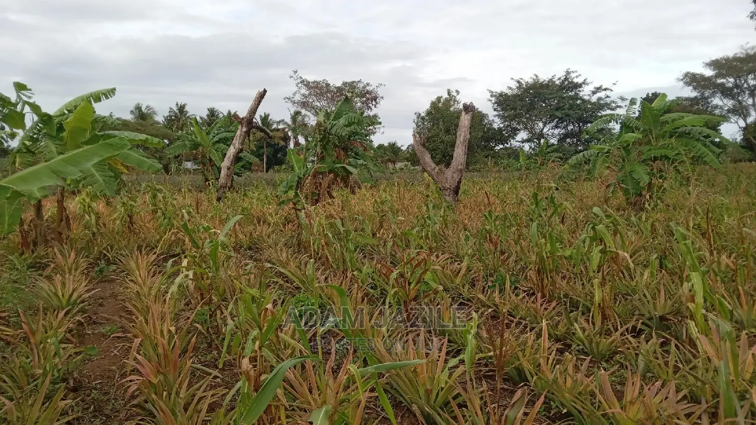 Shamba La Nanasi Ekari 3linauzwa