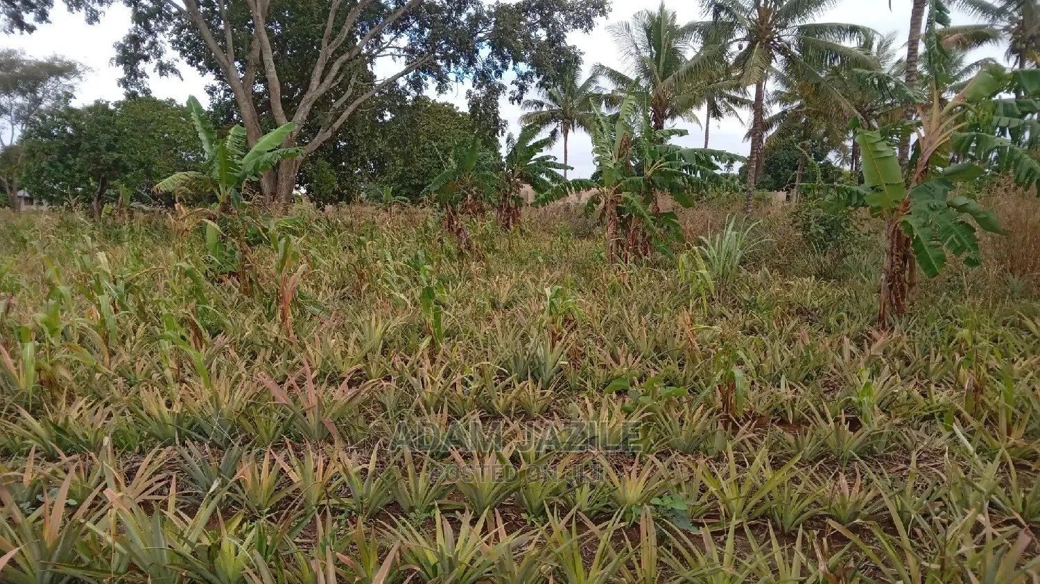 Shamba La Nanasi Ekari 3linauzwa