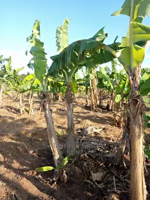 Shamba Bora Kwa Makazi
