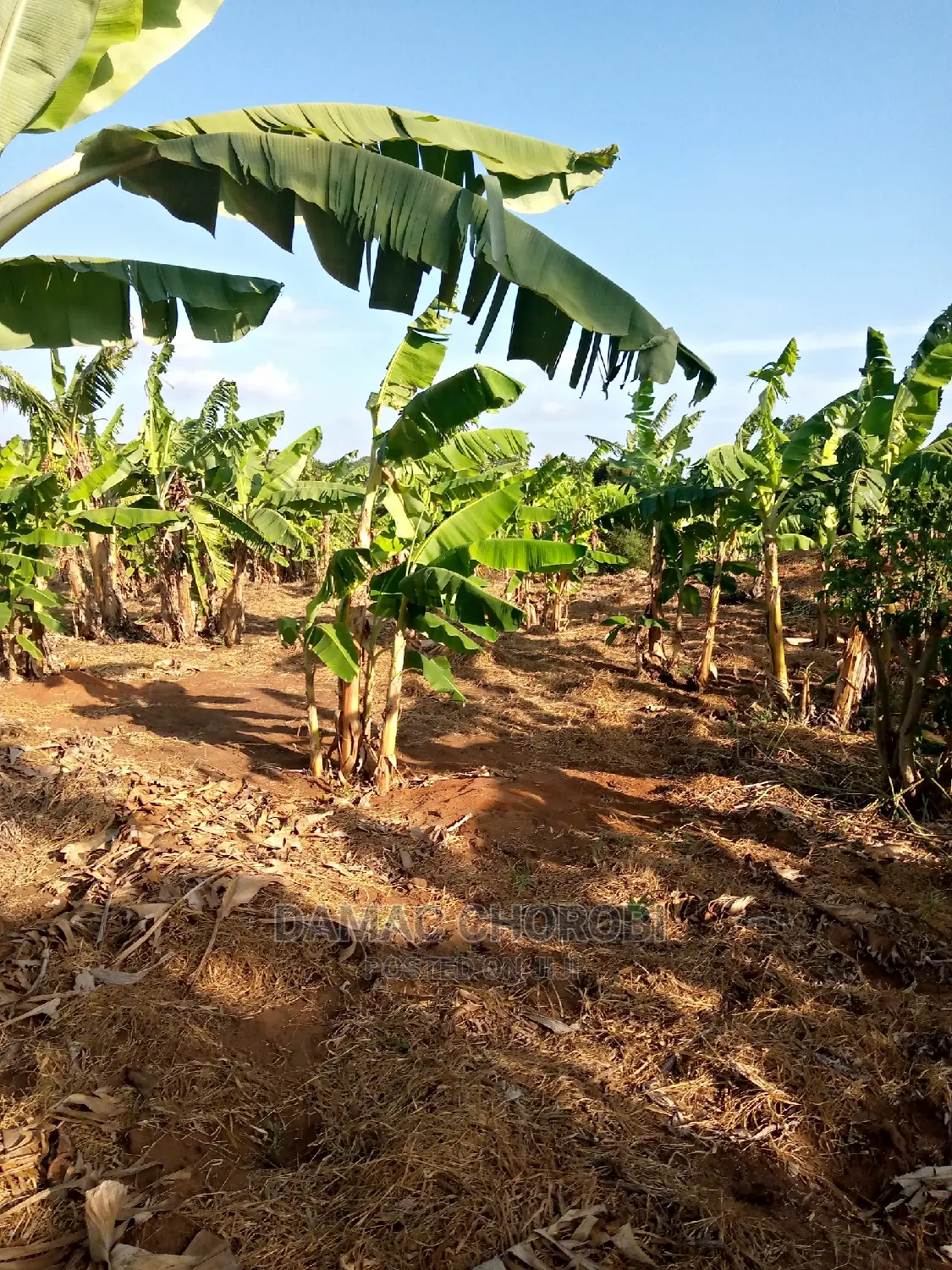 Shamba Bora Kwa Makazi