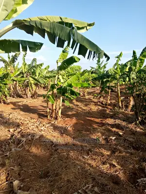 Shamba Bora Kwa Makazi