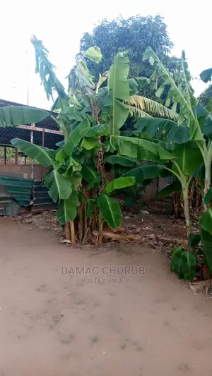 Shamba Bora Kwa Makazi