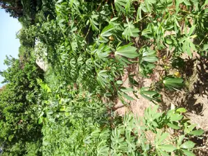 A Plot for Sale Kigamboni
