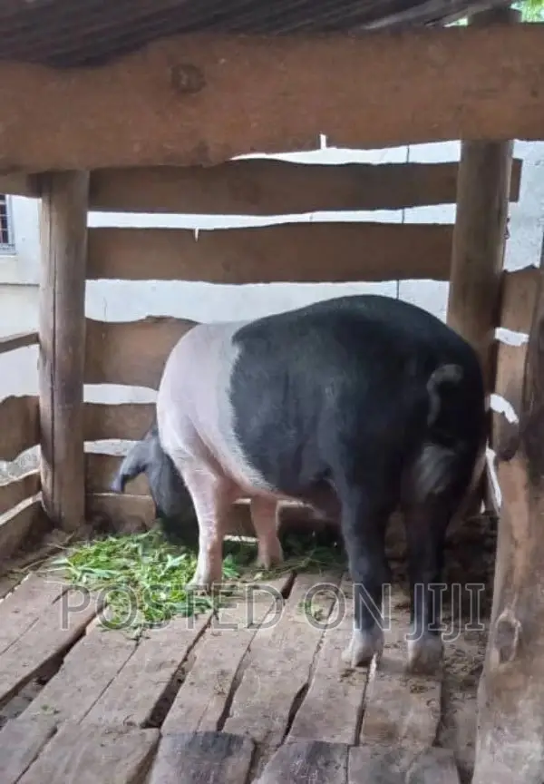 Nauza Nguruwe (Pig) Dume Mkubwa