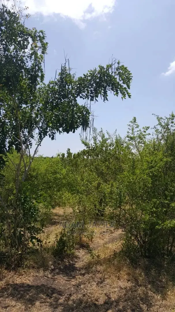 Shamba La Ekari 300 Linauzwa Kiwangwa Bagamoyo Pwani