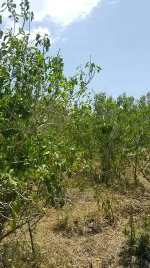 Shamba La Ekari 300 Linauzwa Kiwangwa Bagamoyo Pwani