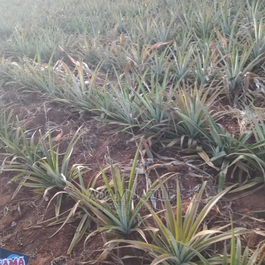 Shamba La Nanasi La Ekari 3 Linauzwa Ludiga