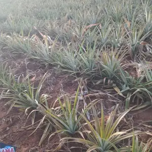 Shamba La Nanasi La Ekari 3 Linauzwa Ludiga