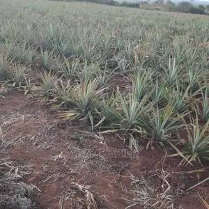 Shamba La Nanasi La Ekari 3 Linauzwa Ludiga