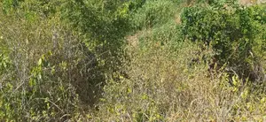Shamba La Ekari 100 Linauzwa Kiwanga