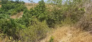Shamba La Ekari 100 Linauzwa Kiwanga
