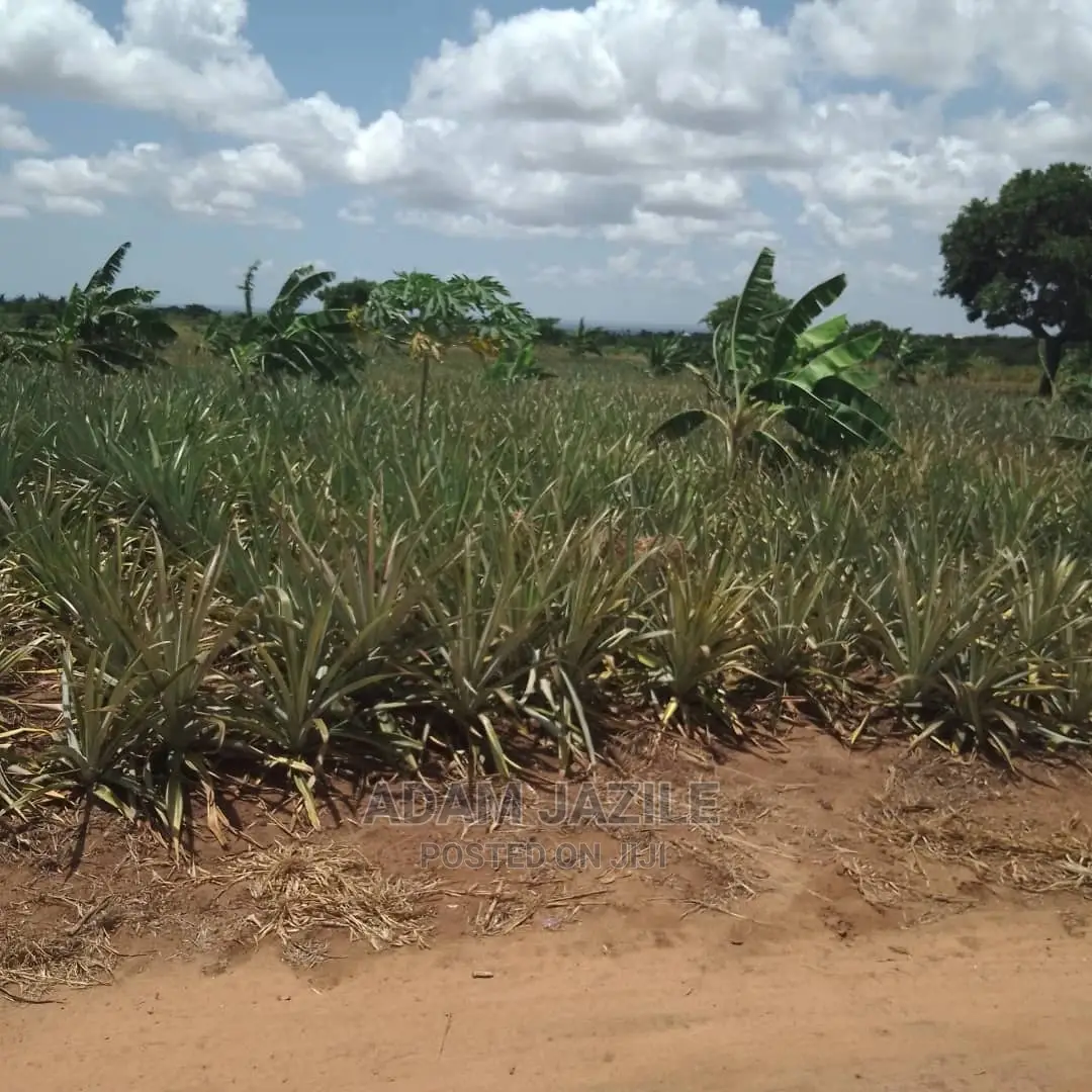 Shamba La Nanasi Ekari 5 La Kuvuna Linauzwa Kiwangwa