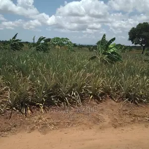 Shamba La Nanasi Ekari 5 La Kuvuna Linauzwa Kiwangwa