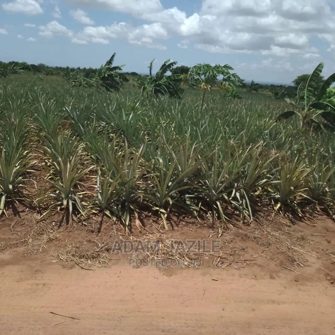 Shamba La Nanasi Ekari 5 La Kuvuna Linauzwa Kiwangwa
