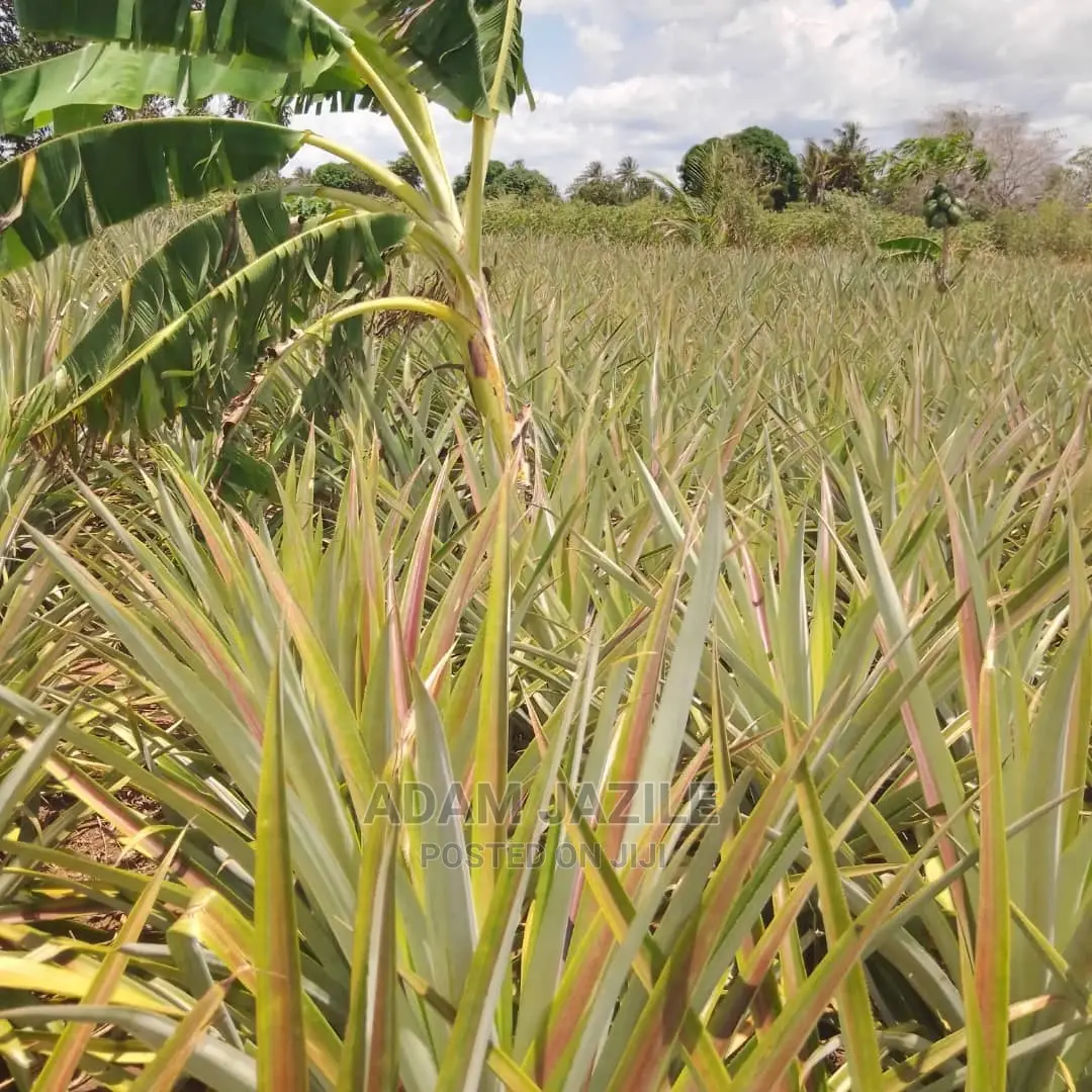 Shamba La Nanasi Ekari 5 La Kuvuna Linauzwa Kiwangwa