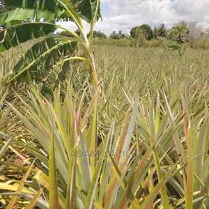 Shamba La Nanasi Ekari 5 La Kuvuna Linauzwa Kiwangwa