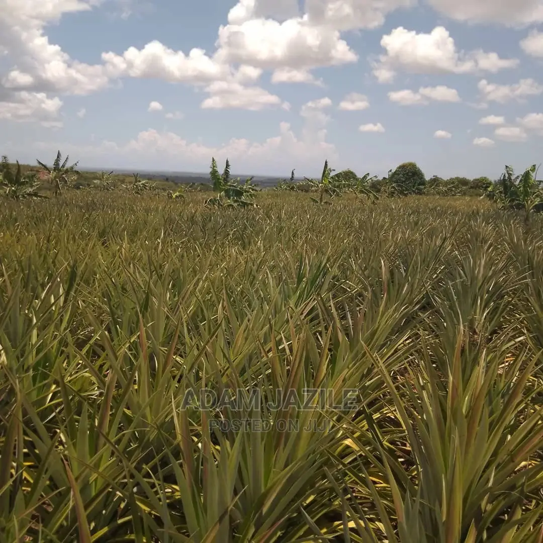 Shamba La Nanasi Ekari 5 La Kuvuna Linauzwa Kiwangwa