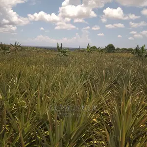 Shamba La Nanasi Ekari 5 La Kuvuna Linauzwa Kiwangwa