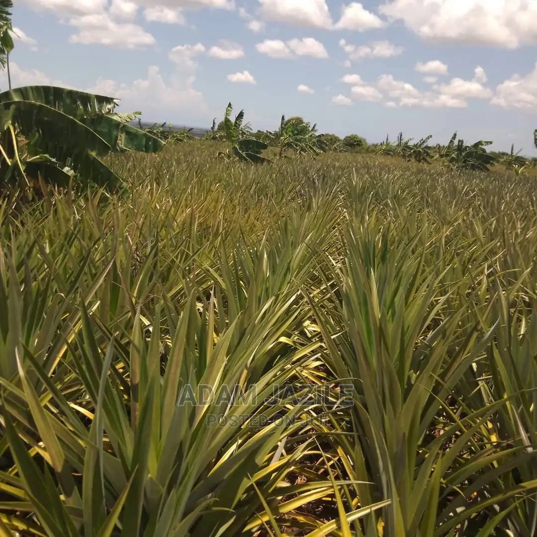 Shamba La Nanasi Ekari 5 La Kuvuna Linauzwa Kiwangwa