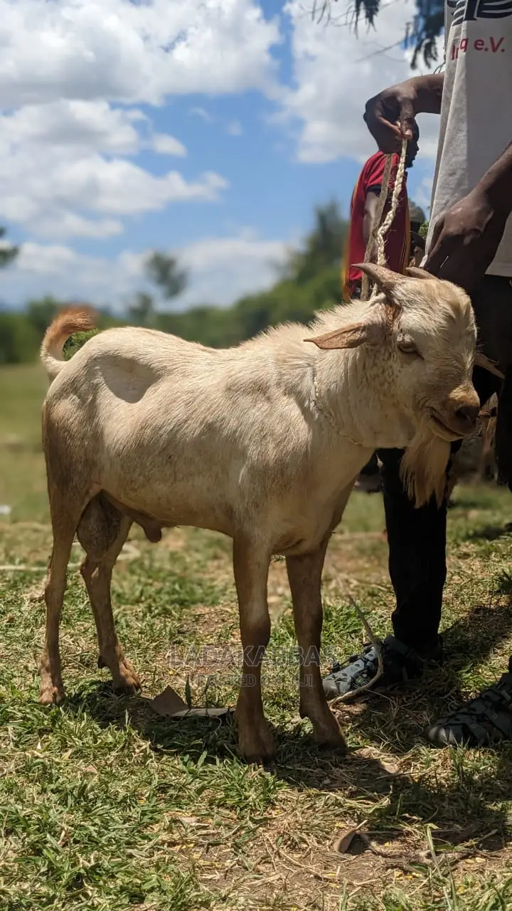  Goat Lovers – Get Your Goats Here! 