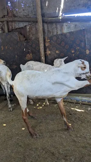  Goat Lovers – Get Your Goats Here! 
