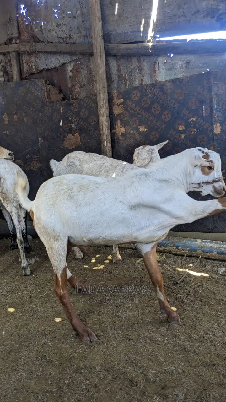  Goat Lovers – Get Your Goats Here! 