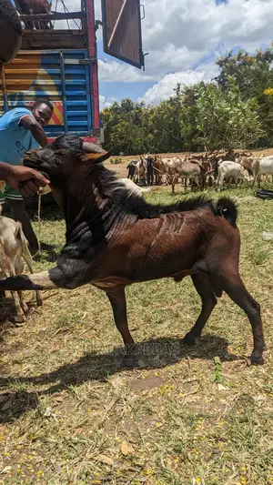  Goat Lovers – Get Your Goats Here! 