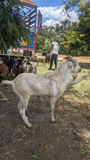  Goat Lovers – Get Your Goats Here! 